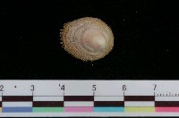 藏品(毛蓋螺)的圖片